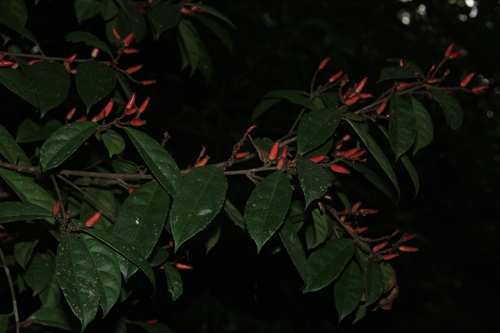 Symplocos macrophylla observed 2022-05-23