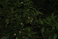 Diospyros paniculata