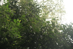 Cinnamomum malabatrum