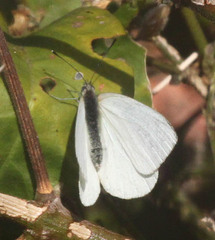 Dixeia charina