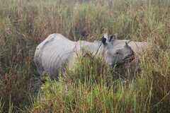 Rhinoceros unicornis