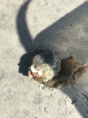 Molgula occidentalis