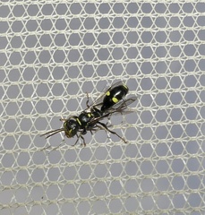 Mellinus bimaculatus