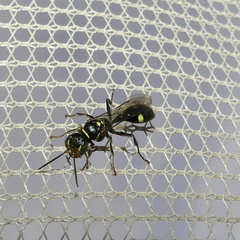 Mellinus bimaculatus