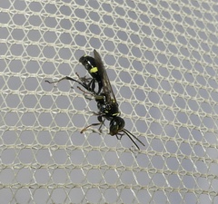 Mellinus bimaculatus