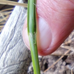 Carex fracta
