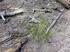 Carex fracta