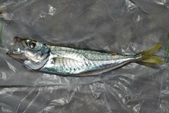 Trachurus mediterraneus