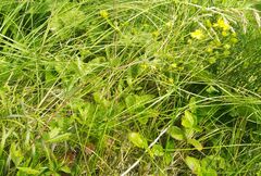 Potentilla chrysantha