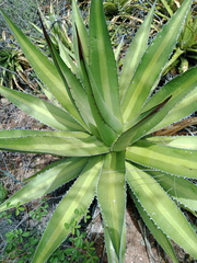 Agave angustiarum