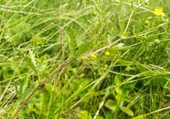 Potentilla chrysantha