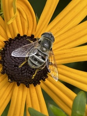 Eristalis stipator