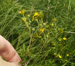 Potentilla chrysantha