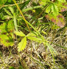 Potentilla chrysantha