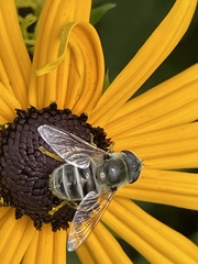 Eristalis stipator