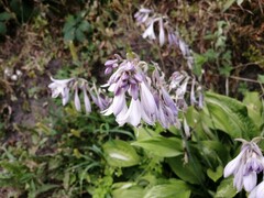 Hosta sieboldii