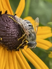 Eristalis stipator