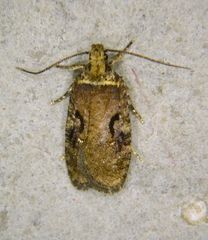 Agonopterix hyperella