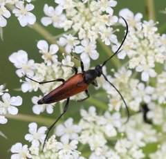 Stenurella bifasciata