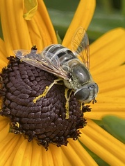 Eristalis stipator