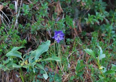 Aquilegia confusa