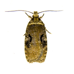 Agonopterix hyperella