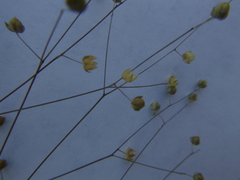 Hesperolinon micranthum