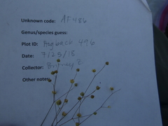 Hesperolinon micranthum