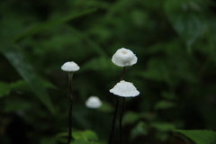 Poronia pileiformis