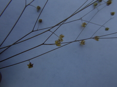 Hesperolinon micranthum