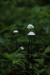 Poronia pileiformis