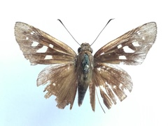 Calpodes triangularis