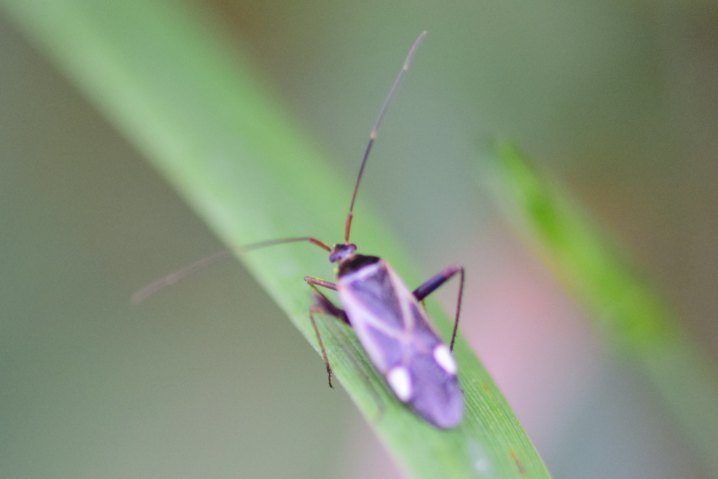 Adelphocoris reicheli