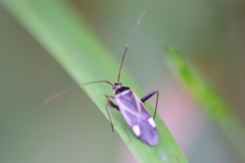 Adelphocoris reicheli