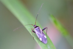 Adelphocoris seticornis