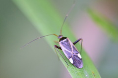 Adelphocoris seticornis