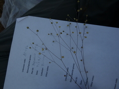 Hesperolinon micranthum