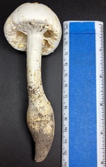 Amanita longipes