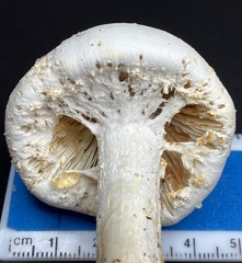 Amanita longipes