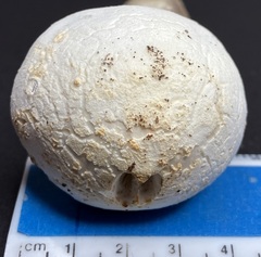 Amanita longipes