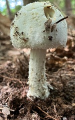 Amanita longipes