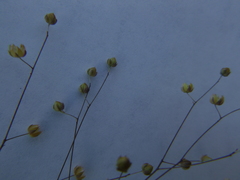 Hesperolinon micranthum