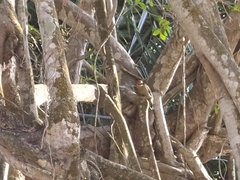 Melanerpes rubricapillus