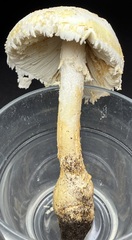 Amanita longipes
