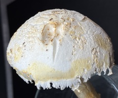 Amanita longipes