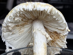 Amanita longipes