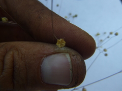 Hesperolinon micranthum