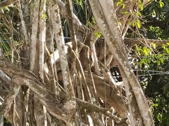 Melanerpes rubricapillus