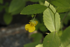 Impatiens pallida