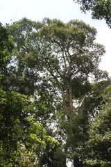 Vateria indica